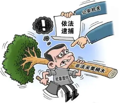 危害国家重点保护植物罪-刑法条目第344条