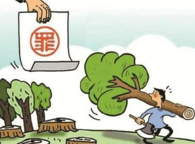 盗伐林木罪-刑法条目第345条1款